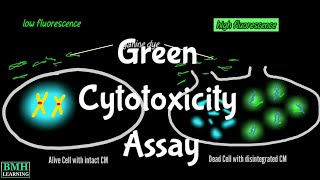 Green Cytotoxicity Assay  CellTox GCA Assay [upl. by Seaton905]