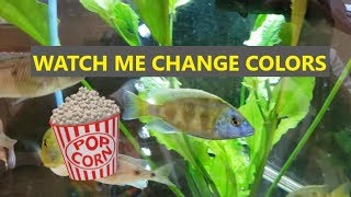 Nimbochromis Venustus Transformation [upl. by Dorahs]