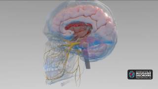 What Causes Migraine Disease 5 Factors in Migraine Neurobiology [upl. by Orimar840]