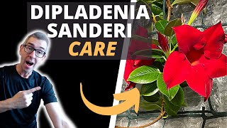 HOW TO TAKE CARE OF A DIPLADENIA PLANT MANDEVILLA SANDERI CARE [upl. by Quick]