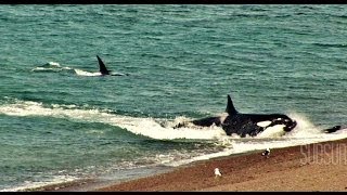 ORCAS ATACAN  CHUBUT Peninsula de Valdes Patagonia Argentina SubSur [upl. by Annhej]