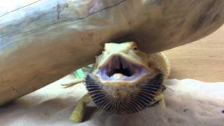 Bearded Dragon Aggressive Hissing [upl. by Yemiaj650]