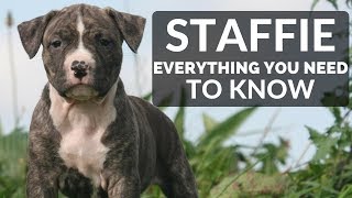 STAFFORDSHIRE BULL TERRIER 101  Everything You Need To Know About Owning a Staffie Puppy [upl. by Egwan]