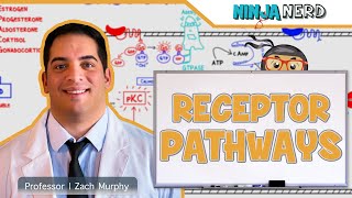 Endocrinology  Receptor Pathways [upl. by Mateo492]