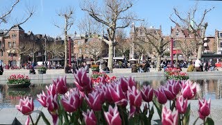 Beautiful Tulips in Amsterdam  Spring 2019 [upl. by Airpac859]