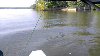 Big crocodile in Bentota river safari [upl. by Ynwat56]