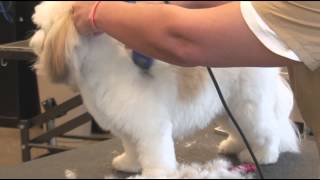 How to Use Clippers when Grooming a ShaggyHaired Dog  Dog Grooming [upl. by Thalia971]