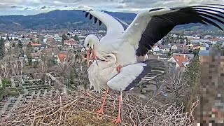 Live aus dem Storchennest Kirchzarten Deutschland [upl. by Yanaton]