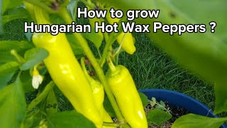 How to grow Hungarian Hot Wax Peppers in potscontainersहंगेरियन मिर्च को कैसे उगाएं [upl. by Thisbee]