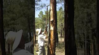 SHORT  🌲 Los RESINEROS Obtención tradicional de RESINA de los pinos Vídeo completo en mi canal [upl. by Aicad]