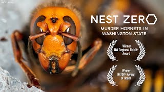 Nest Zero  Murder Hornets in Washington State [upl. by Reseta]