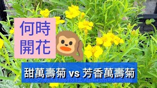 萬壽菊花期｜甜萬壽菊 vs 芳香萬壽菊｜Tagetes lucida vsTagetes lemmonii｜Mexican Tarragon vs Passionfruit Marigold [upl. by Chara88]