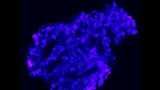 Calcium efflux fluo3 from a glomerulus Ionomycin [upl. by Parrisch436]