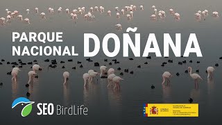 Parque Nacional de Doñana marisma Andalucía España [upl. by Rankin]