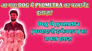 Best treatment of pyometra in dog  Pyometra signs symptom diagnosis amp treatment full information [upl. by Verney628]