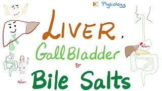 Bile Acids Bile Salts  Lipid Emulsification  Liver amp Gallbladder  GI Physiology amp Biochemistry [upl. by Alaine]