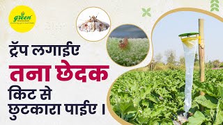 बैंगन के तना और फल छेदक प्रबंधन  How to use pheromone trap  Trap for brinjal shoot fruit borer [upl. by Dnomsaj571]