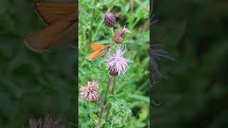 A neat little Small Skipper male feeding on a thistle [upl. by Aser]