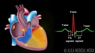 Cardiac Conduction System and Understanding ECG Animation [upl. by Olodort]