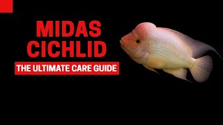 MIDAS CICHLID CARE GUIDE [upl. by Veradia517]