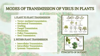 Transmission of Plant Virus Plant to Plant Transmission amp Within Plant Transmission HindiUrdu [upl. by Kemp744]