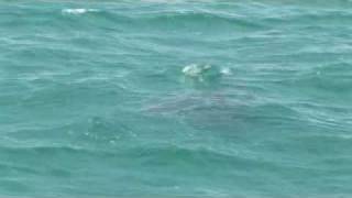 Huge Monster Hammerhead Shark noses Sting Ray Chew On This [upl. by Neffirg614]