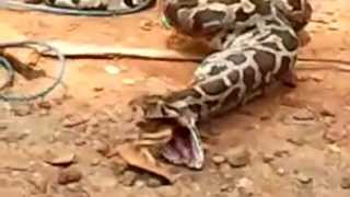 Python Snake Eats and Spits out Chicken Video [upl. by Yentiw]