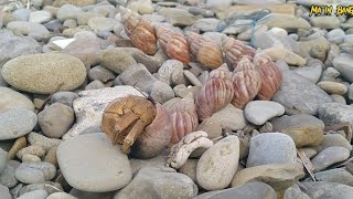 Tangkap kelomang UmangUmang hermit crab mencari dan menemukan kelomang besar di pinggir pantai [upl. by Strep]