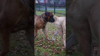 😮😳Boerboel Stud Meets Girl 4 First Time boerboels shortsbeta [upl. by Sirod]