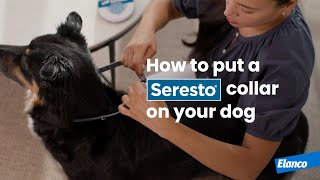 How to Put a Seresto® Collar on Your Dog [upl. by Seidule635]