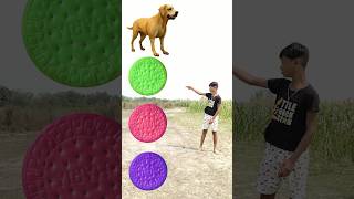 Collaring biscuits 🧇 to  kutta gay ghora amp billi vfx funny shorts trending funny shorts [upl. by Bilow]