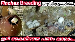 Finches Breeding Tips Malayalam ഇതറിഞ്ഞാൽ കൂടുതൽ മുട്ടകൾ ഇടും എല്ലാം വിരിയും 100 [upl. by Ahsekyw]