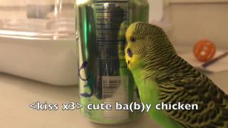 Kiwi the Budgie talks up a storm for two and a half minutes [upl. by Hada582]