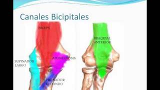 Miologia miembro superior 3 BRAZO Y CANALES BICIPITALES [upl. by Eelyme440]