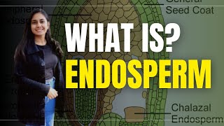 Endosperm in Hindi  Biology  what is Endosperm [upl. by Ahseenal276]