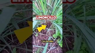 ¡Beneficios del limoncillo Plantas [upl. by Ravel]