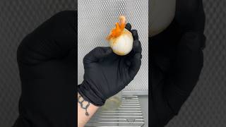 Inoculation of Chicken Egg with Cordyceps Militaris Fungi shorts shortsfeed fungi egg science [upl. by Tisbee]