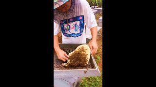 Today I add bee foundation to almost every hives and feed them with honey more hives will swarm [upl. by Libbey]