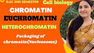 ChromatinEuchromatinHeterochromatinPackaging of ChromatinNucleosome ModelBSc 1st year [upl. by Elenaj]