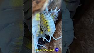 Porcellio Bolivari Yellow Ghost porcelliobolivariyellowghost porcellio bolivariyellow isopodos [upl. by Katrina]