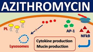 Azithromycin  Mechanism side effects precautions amp uses [upl. by Airdnat631]