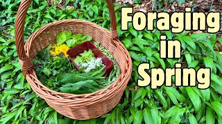 Foraging Walk in Spring Wild Edible Greens and Flowers 🍃🌼 [upl. by Alset]