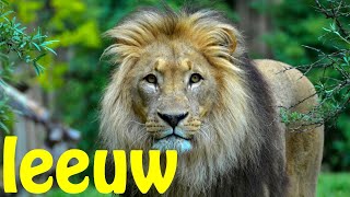 Leeuw  lion  Dutch [upl. by Airom]