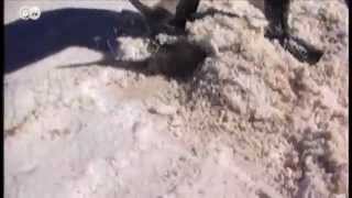 Lithium Mining in Bolivias Salt Flats  Global 3000 [upl. by Eanom]