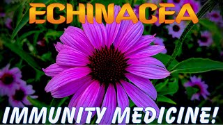 IMMUNITY MEDICINE Echinacea Echinacea purpurea Identification amp Uses [upl. by Fabria]