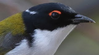 Birdbath Bonanza – Up close with six species of honeyeater [upl. by Warram960]