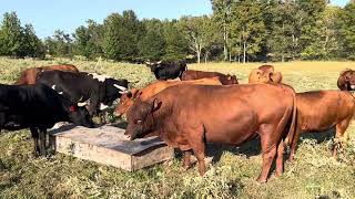 COW DRAMA  How we introduced new animals to our existing herd [upl. by Loesceke387]