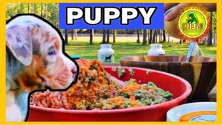 Puppy Nutrition for FirstTime Owners [upl. by Lyrret]