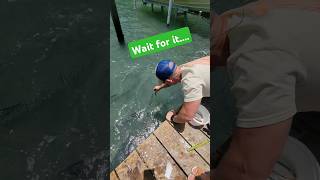 Giant tarpon almost took off my hand 😯 shorts fishing [upl. by Larina731]