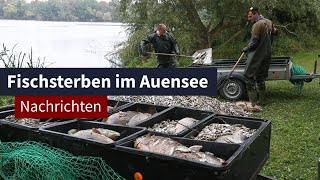 Fischsterben im Auensee I LZ TV Nachrichten [upl. by Faletti]